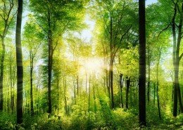 Wandelen | Lente in je Leven